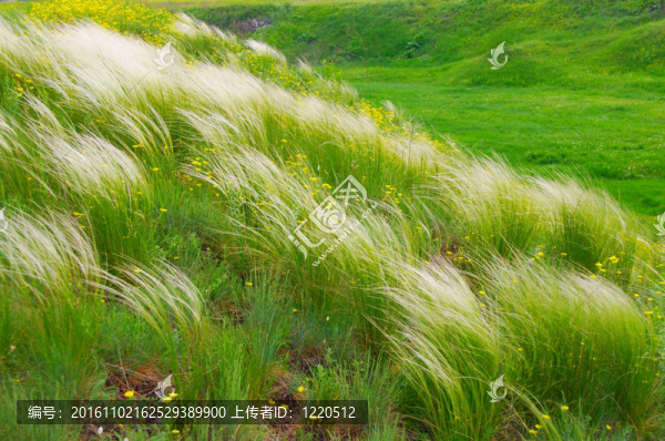 羽毛草