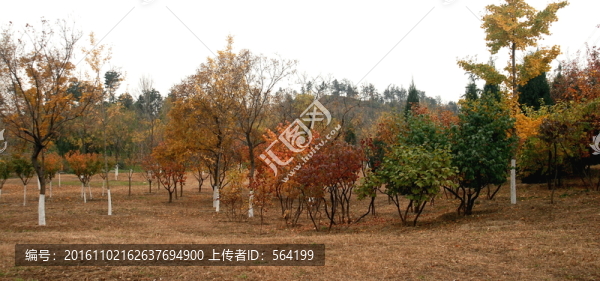 北京奧森公園,,紅葉