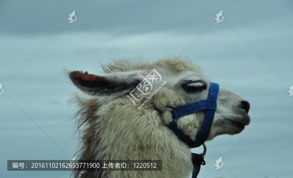 喇嘛