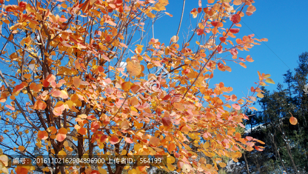 北京奧森公園,,紅葉
