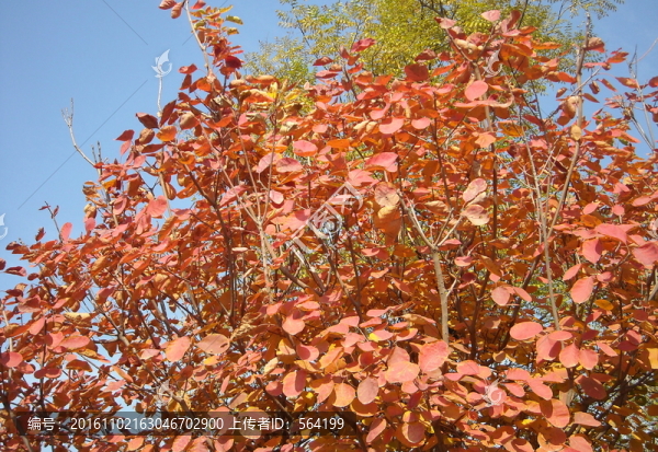 北京奧森公園,,紅葉
