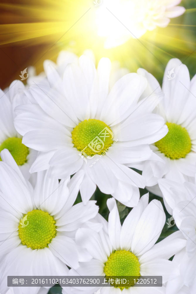 白菊花
