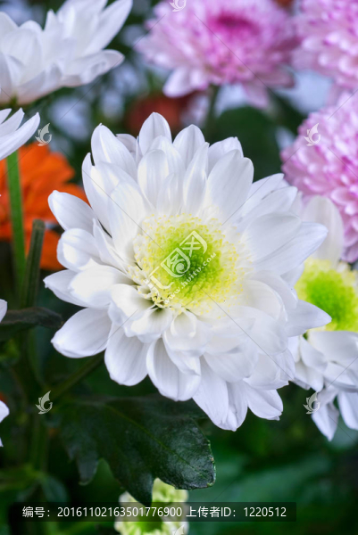 菊花