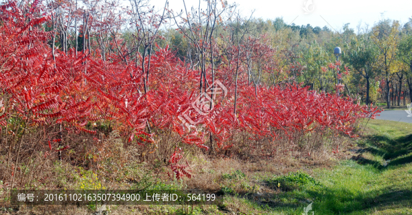 北京奧森公園,,紅葉