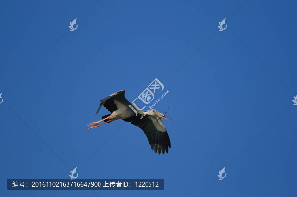 鉗嘴鸛鸛
