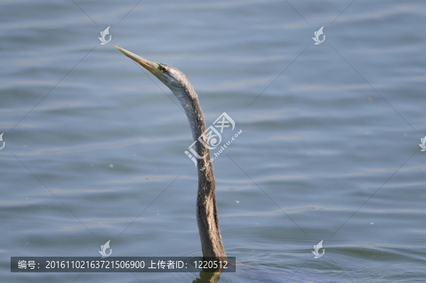 黑頭朱鷺