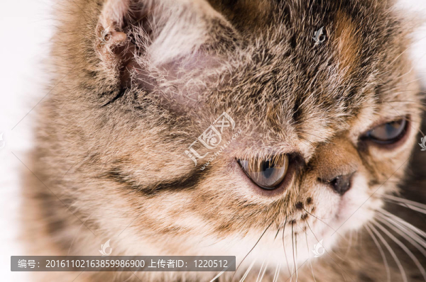 小貓
