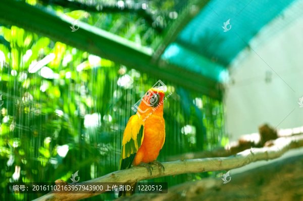 鸚鵡鸚鵡棲息在鱸魚上