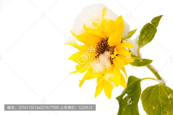 雪在向日葵