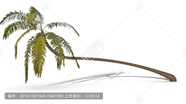 棕櫚樹