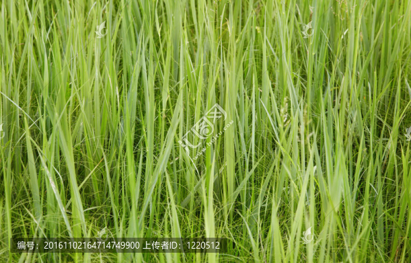 綠色牧草-背景