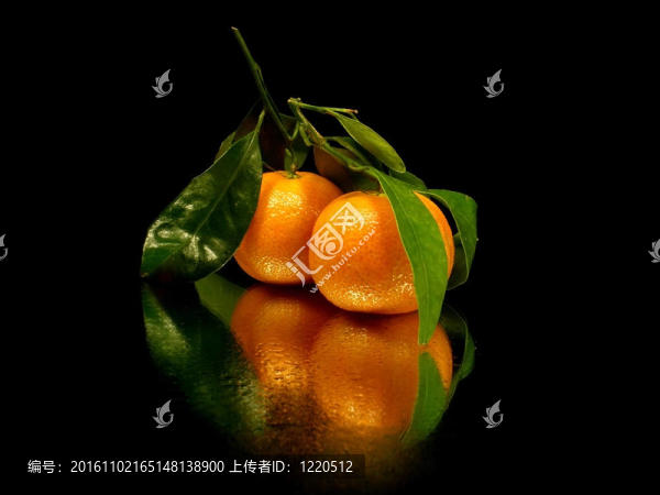Tangerine夜店的葉子