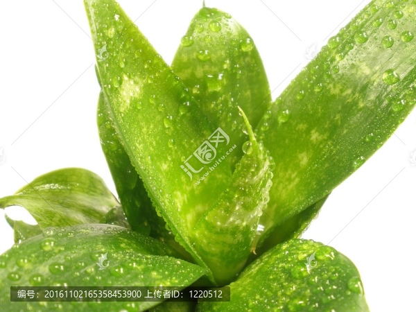 植物的葉子