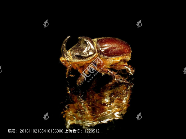 犀甲蟲(chóng)