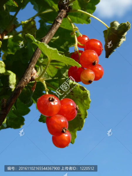 紅醋栗布什天空