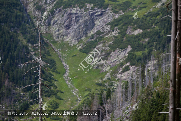 在高山森林的死樹