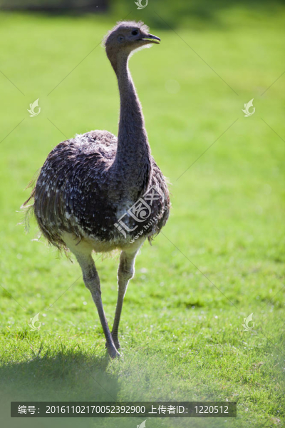 鴕鳥
