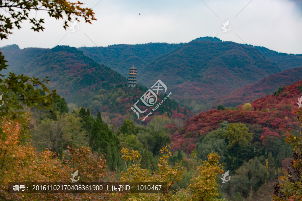 紅葉谷景色