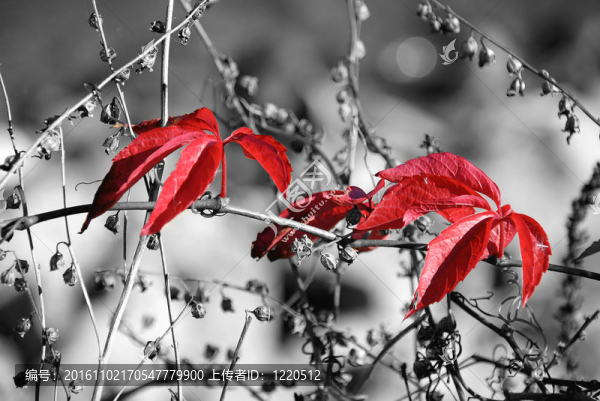 紅autumn1