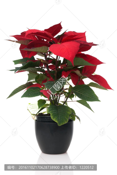 紅色的一品紅