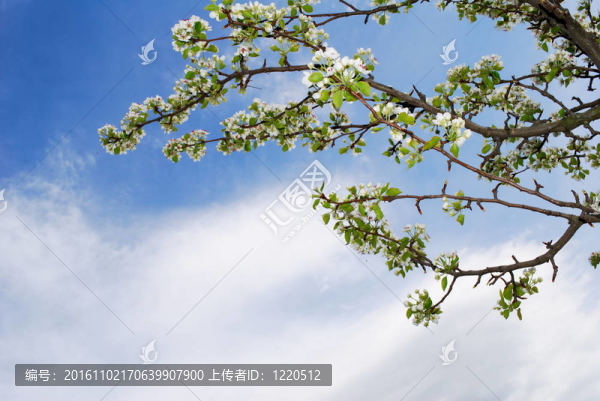 蘋(píng)果樹(shù)白花