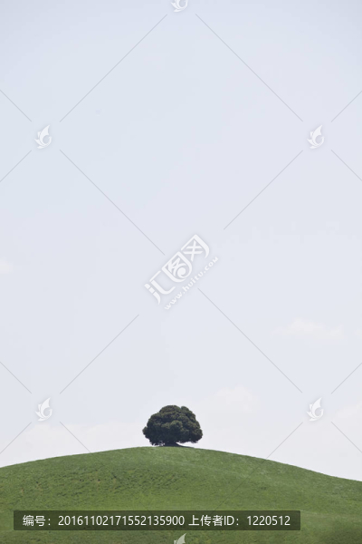 孤獨的樹