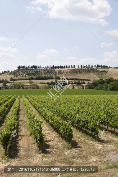 wineyard