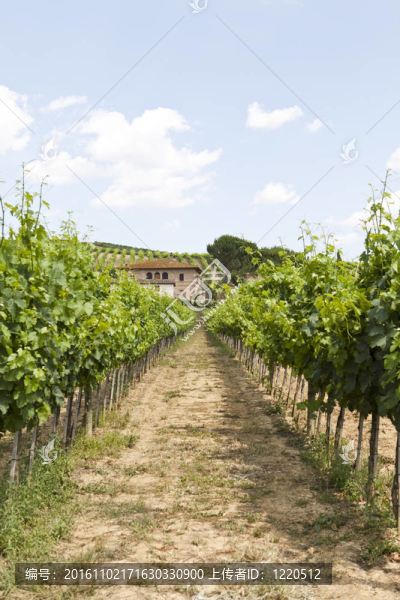 wineyard
