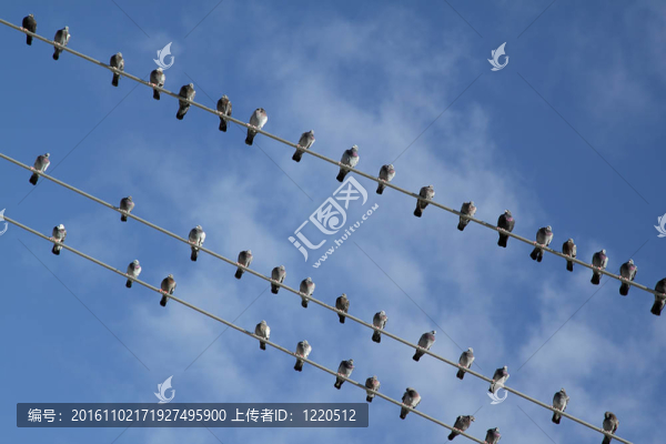 電線上的鳥