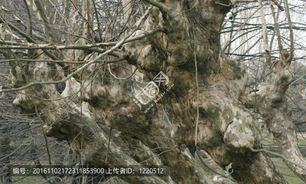 樹干和樹枝