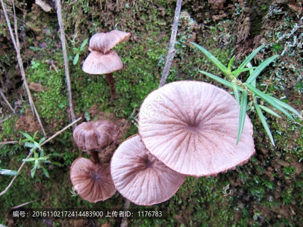 野生菌
