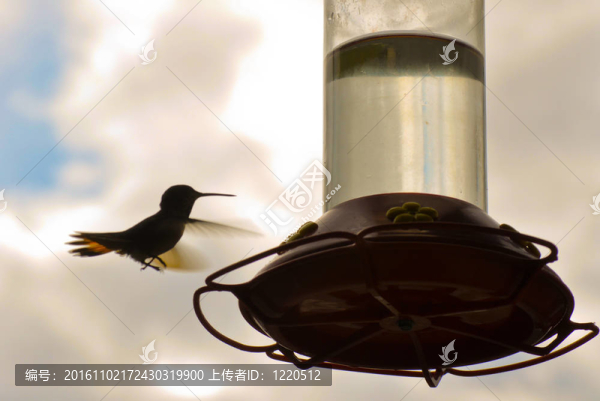 蜂鳥的方法飼養(yǎng)