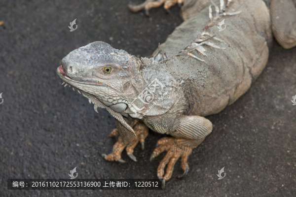 綠鬣蜥