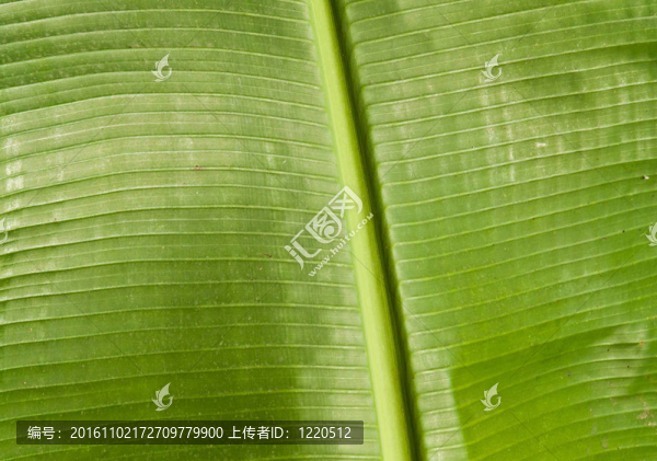 香蕉葉近
