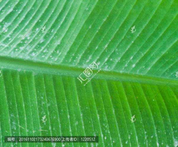 香蕉葉近
