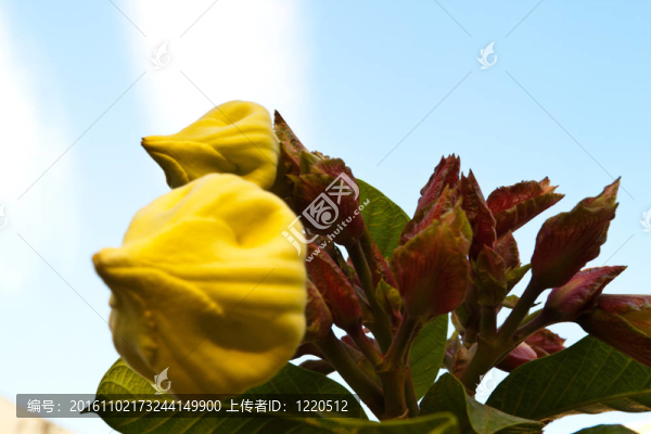 美麗的白色花