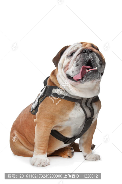 英國(guó)斗牛犬
