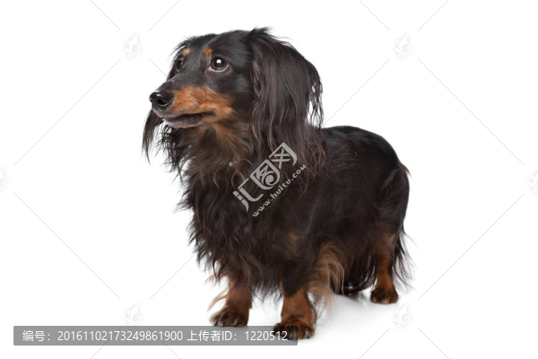 臘腸犬