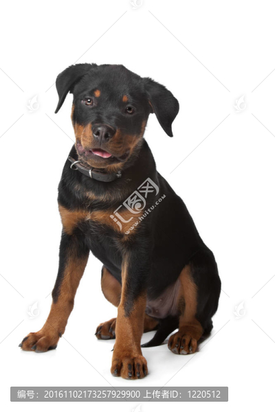 羅威納幼犬