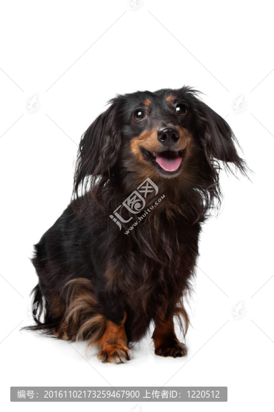臘腸犬