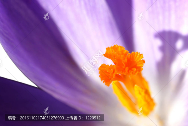 番紅花