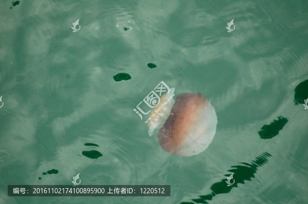 水母