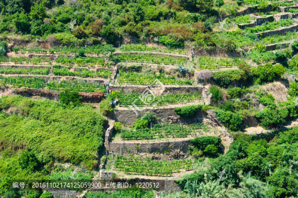 托斯卡納意大利葡萄園