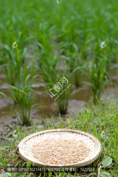 Rice皮
