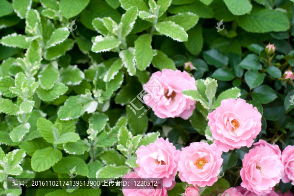 玫瑰和菠蘿薄荷