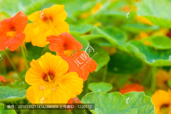 金蓮花
