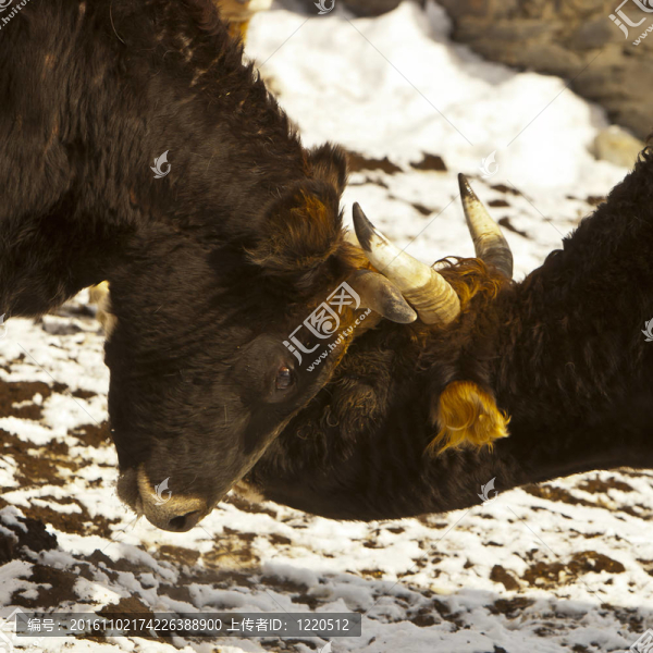 公牛之戰(zhàn)