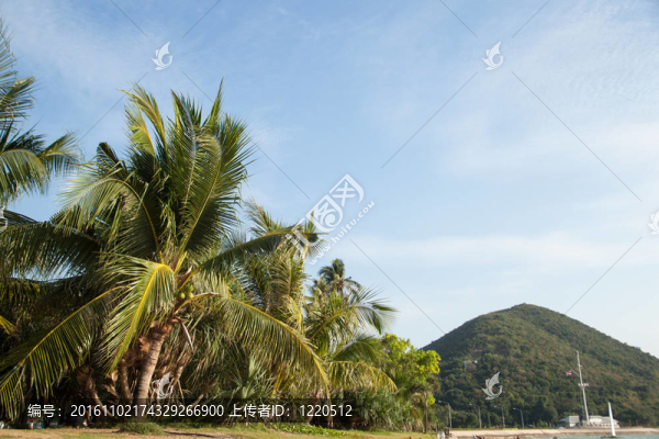 椰子樹和山。