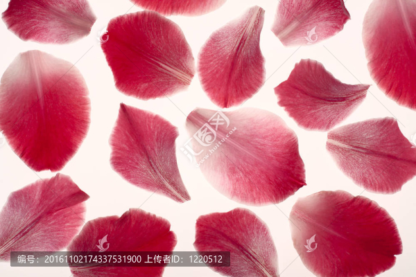 唐菖蒲花瓣