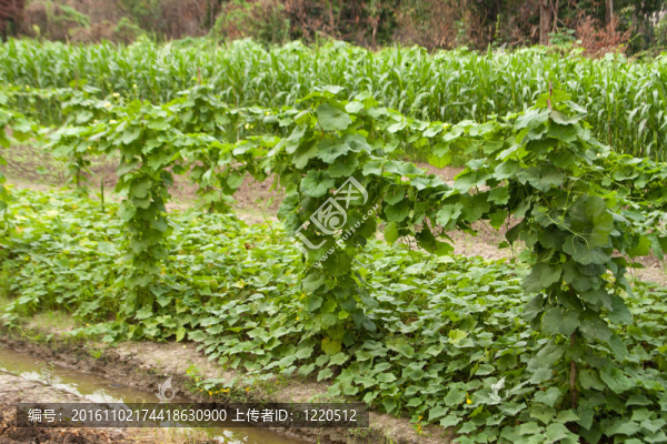 培養(yǎng)。